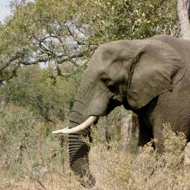Elephant Depression